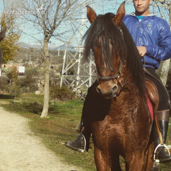 Caballo Escalera Castaño in 