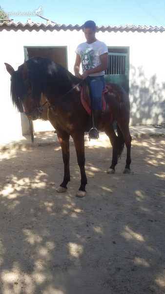 Pura Raza Española {TYPE}