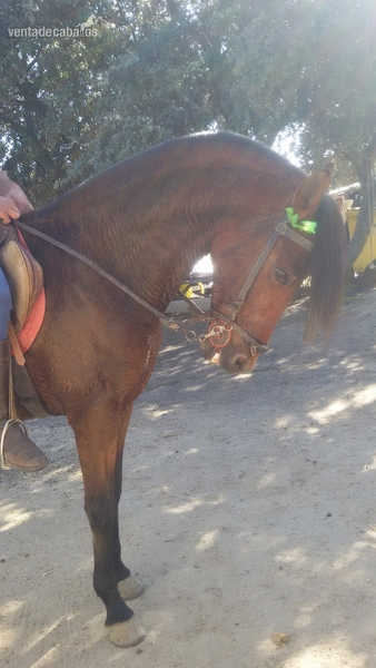 Caballos Pura Raza Española (P.R.E.) Pura Raza Española - Caballo Escalera Castaño