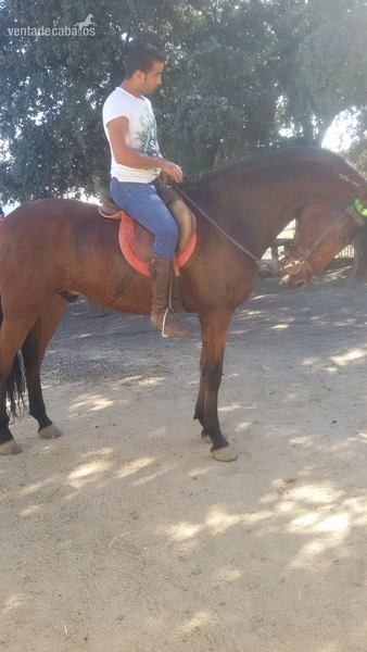Caballo Escalera Castaño - Caballos Pura Raza Española (P.R.E.) Pura Raza Española