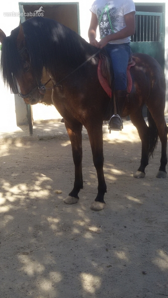 Caballo Escalera Castaño - Pura Raza Española