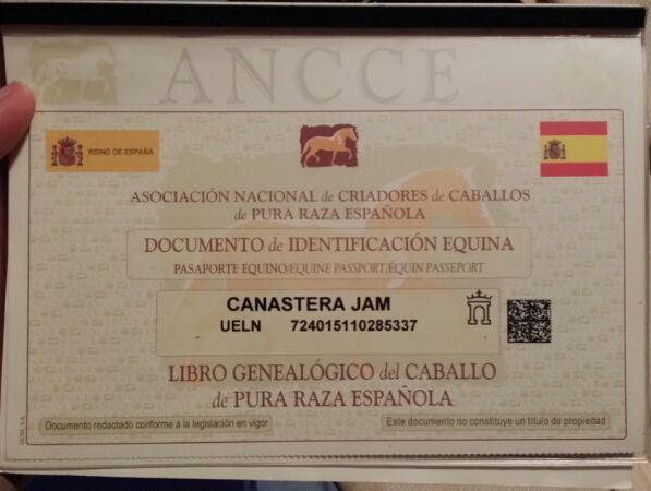 Caballos Pura Raza Española (P.R.E.) Pura Raza Española - En venta YEGUA PRE Negra