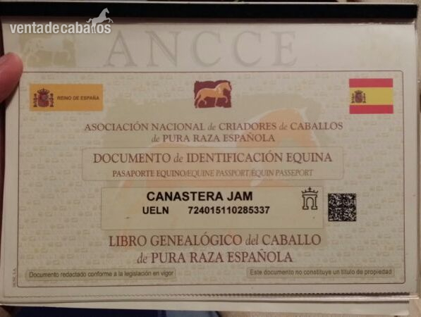Caballos Pura Raza Española (P.R.E.) Pura Raza Española - En venta YEGUA PRE Negra