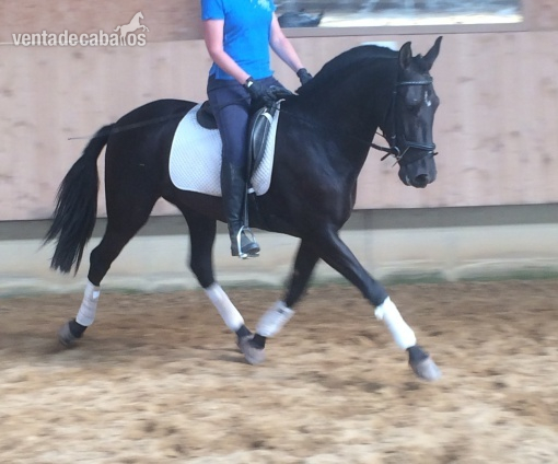 En venta YEGUA PRE Negra - Caballos Pura Raza Española (P.R.E.) Pura Raza Española