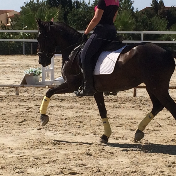 En venta YEGUA PRE Negra - Caballos Pura Raza Española (P.R.E.)