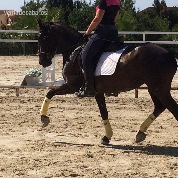 En venta YEGUA PRE Negra - Caballos Pura Raza Española (P.R.E.)