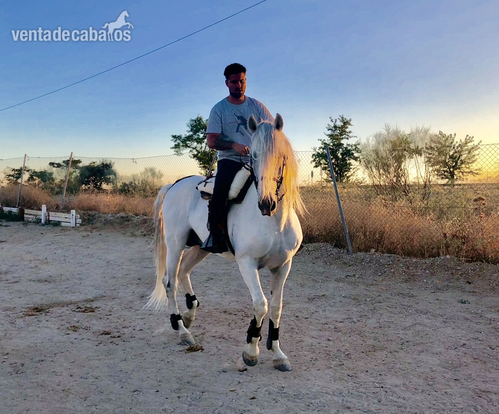Caballo PRE Espectacular  in 