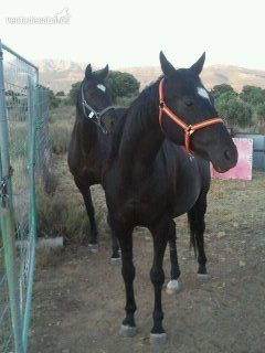 Se venden yeguas - Yeguas Inglesa