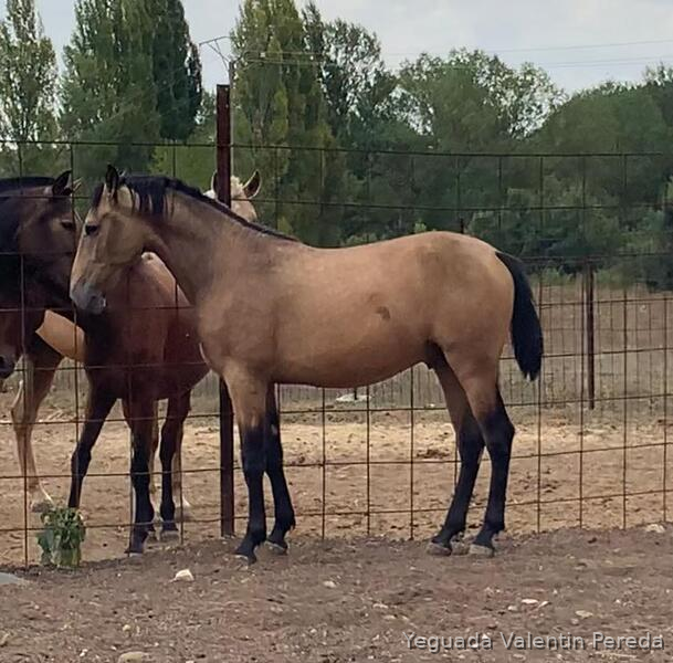 Especial potro bayo con e pequeña - Potros Pura Raza Española