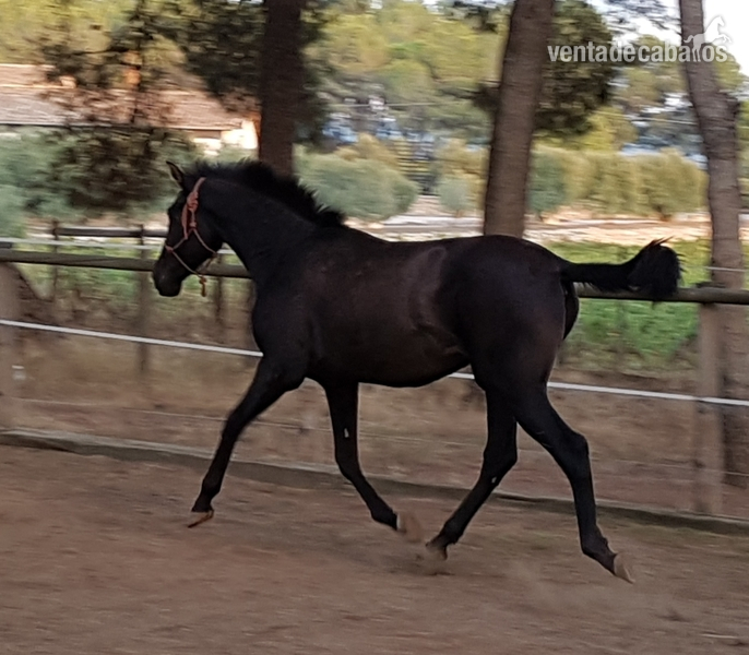 Pura Raza Española {TYPE}