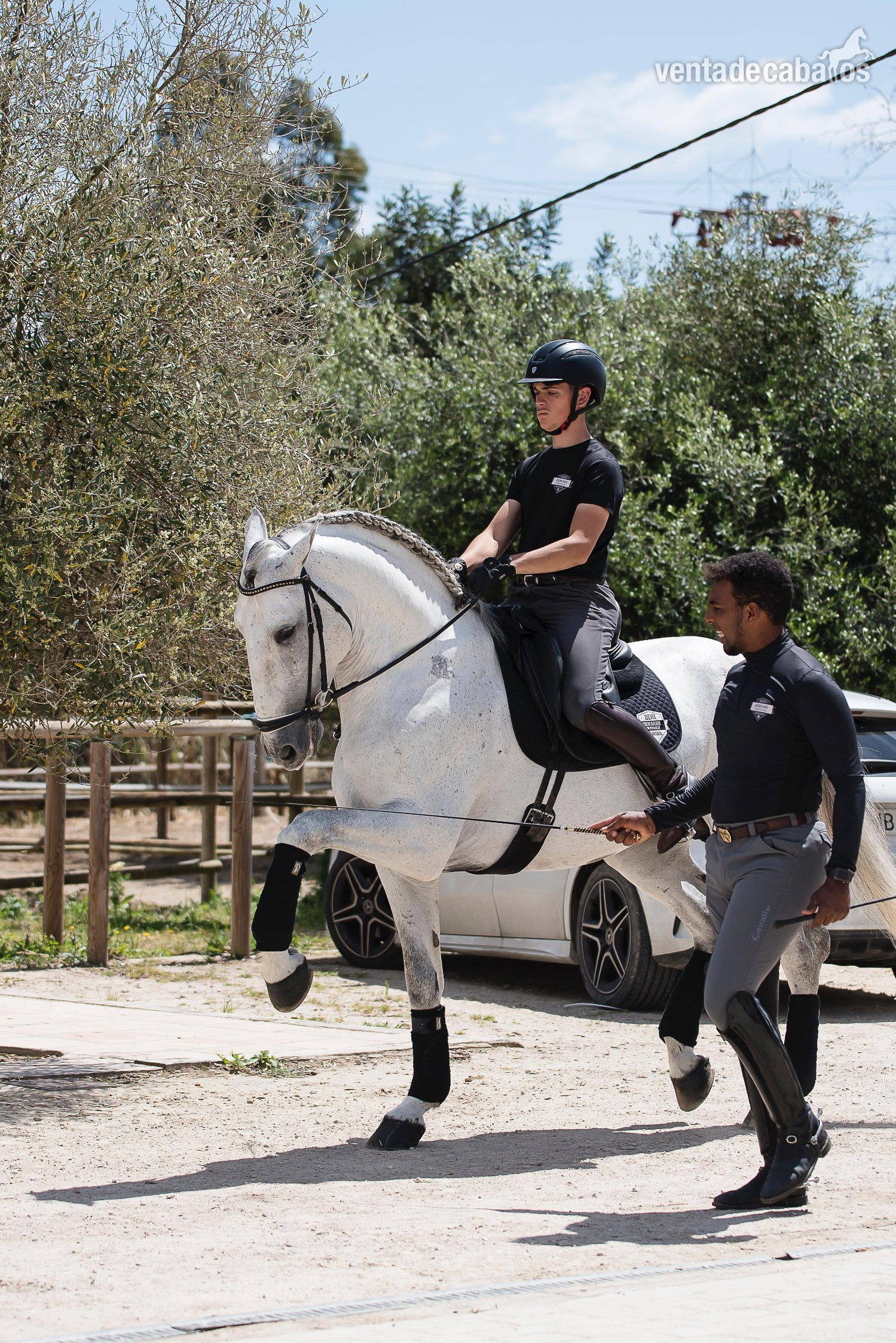  Caballo Pura Raza Española ideal para Doma Clásica y Semental