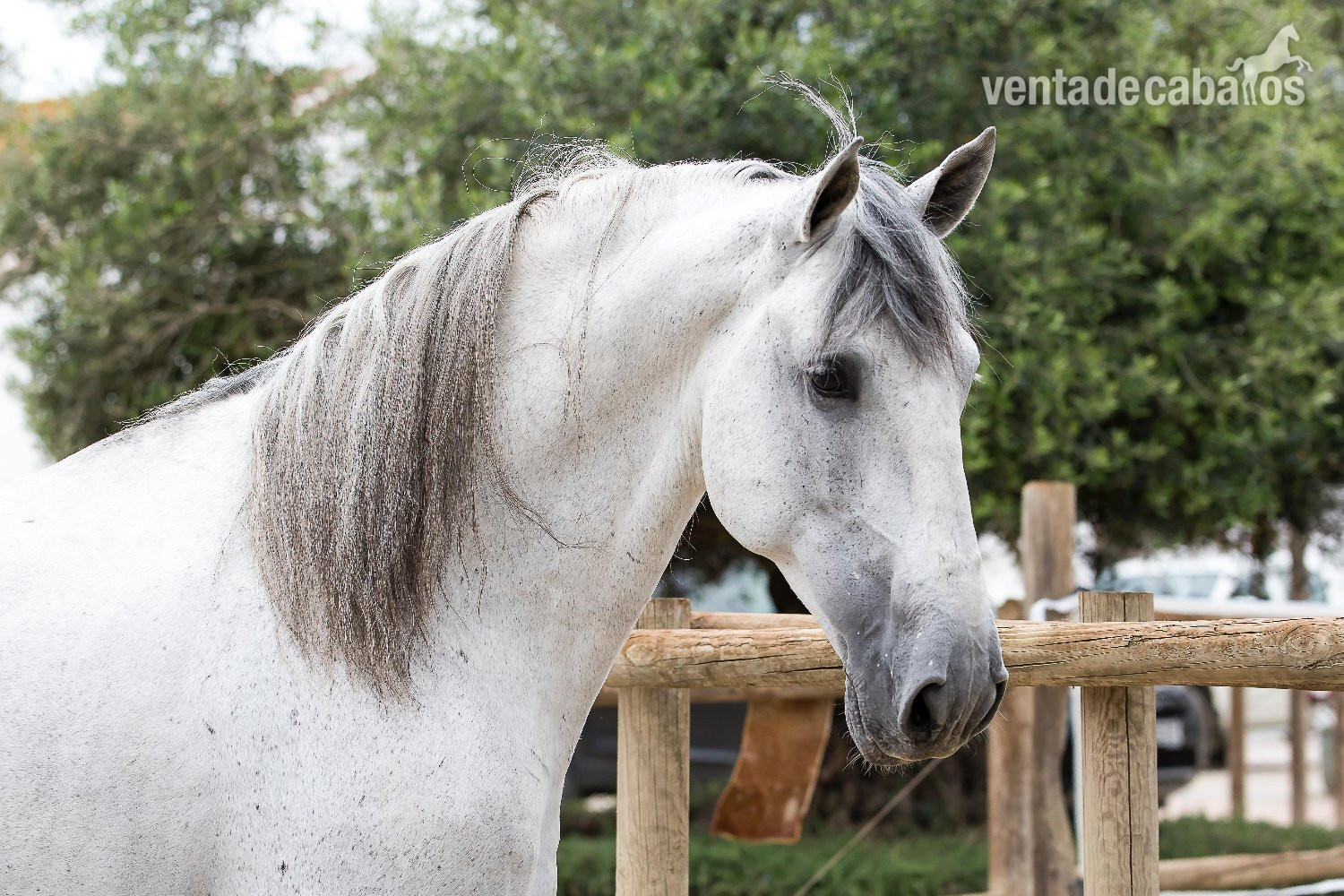 Caballo Pura Raza Española ideal para Doma Clásica y Semental in 