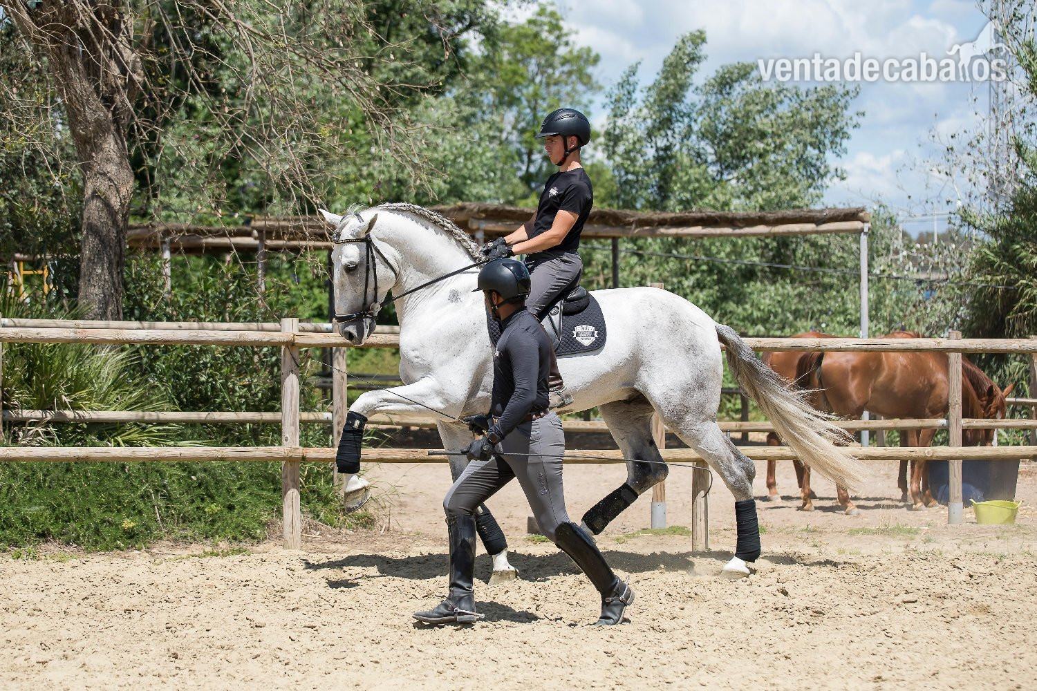 Caballo Pura Raza Española ideal para Doma Clásica y Semental