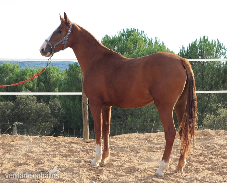 Caballo de Deporte Español (CDE)