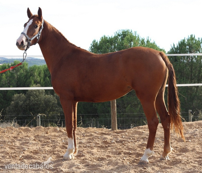 Caballo de Deporte Español (CDE) {TYPE}
