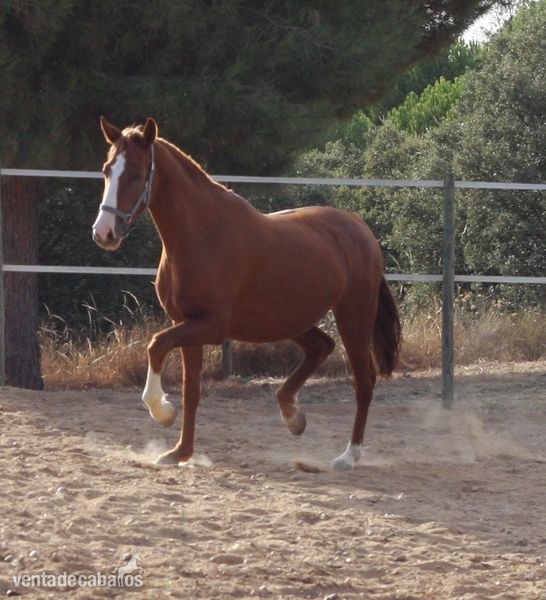 Potras Caballo de Deporte Español (CDE) - POTRAS CDE DE 3 Y 2 AÑOS