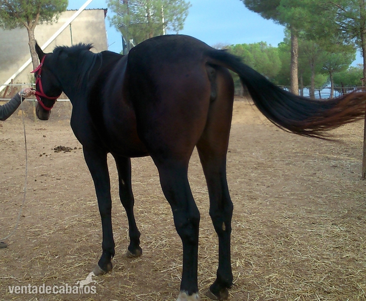 POTRAS CDE DE 3 Y 2 AÑOS - Potras Caballo de Deporte Español (CDE)