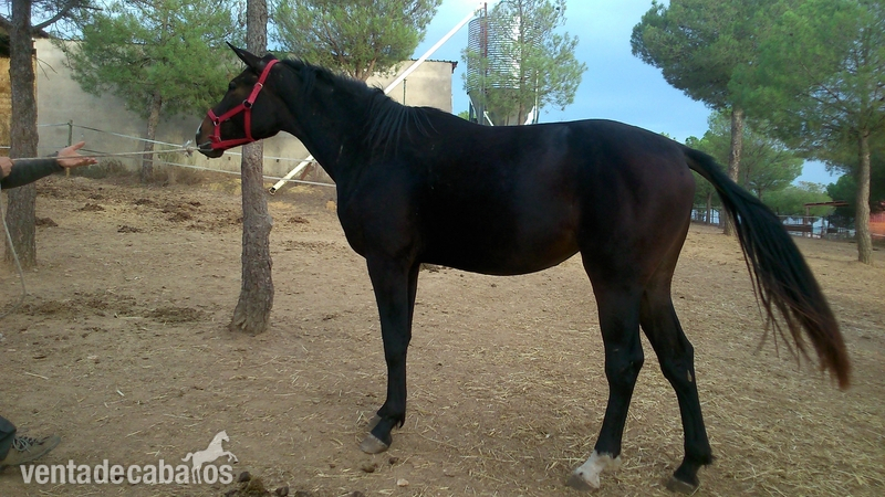 POTRAS CDE DE 3 Y 2 AÑOS - Caballo de Deporte Español (CDE)