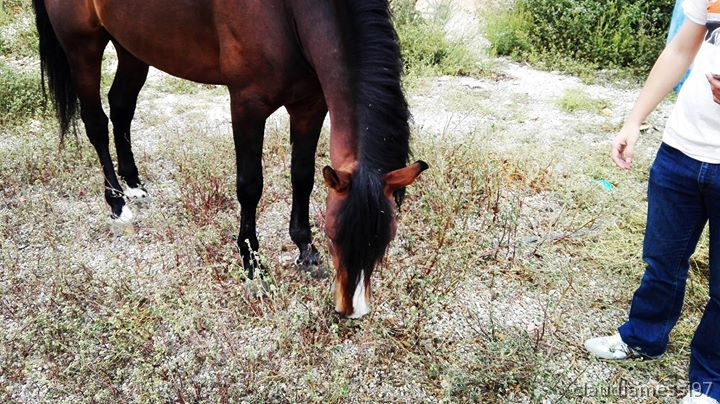 vendo caballo pre lusitano in 
