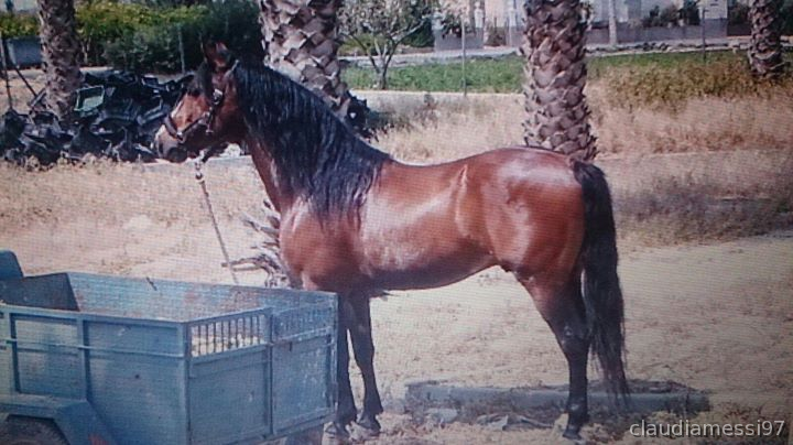 Lusitano
