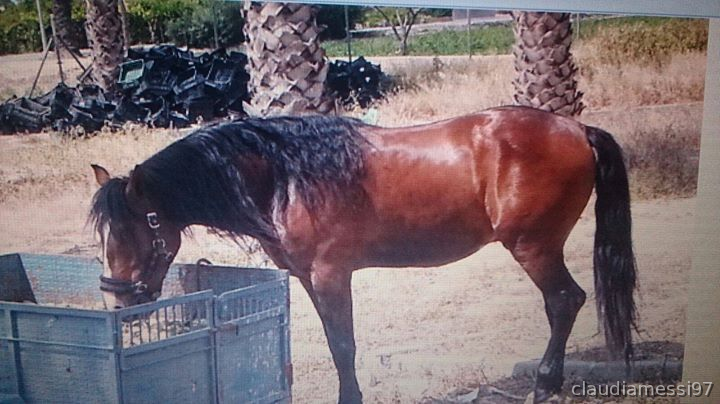 Lusitano {TYPE}