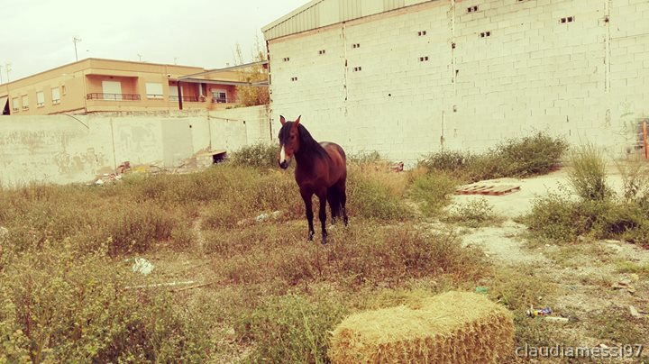 Caballos Capados Lusitano - vendo caballo pre lusitano