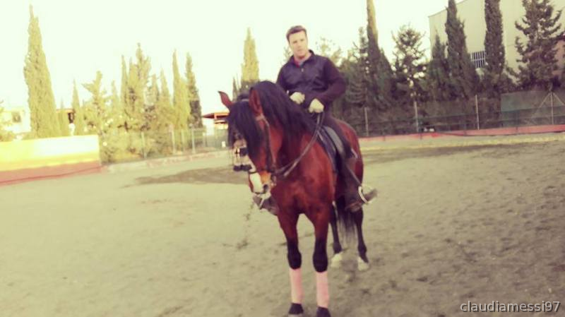 vendo caballo pre lusitano - Caballos Capados Lusitano