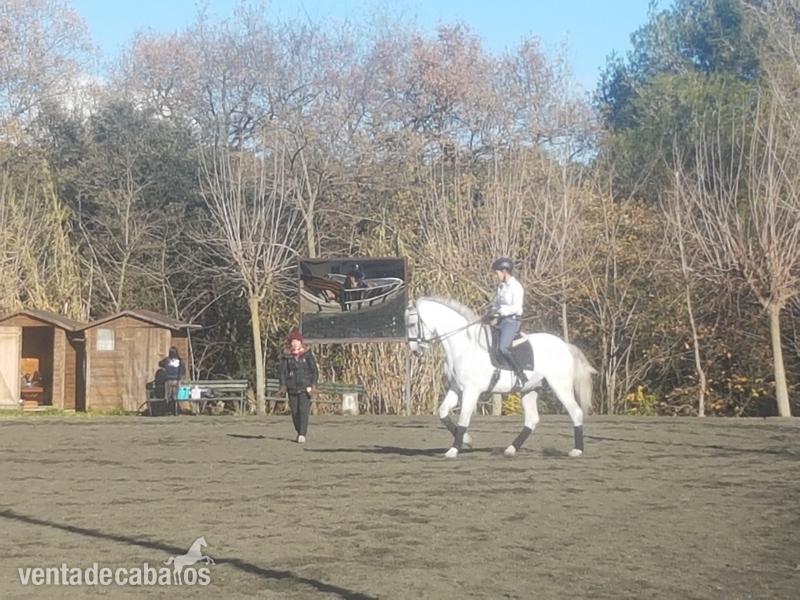 caballo tordo con doma en venta in 