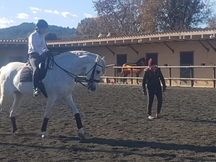 caballo tordo con doma en venta