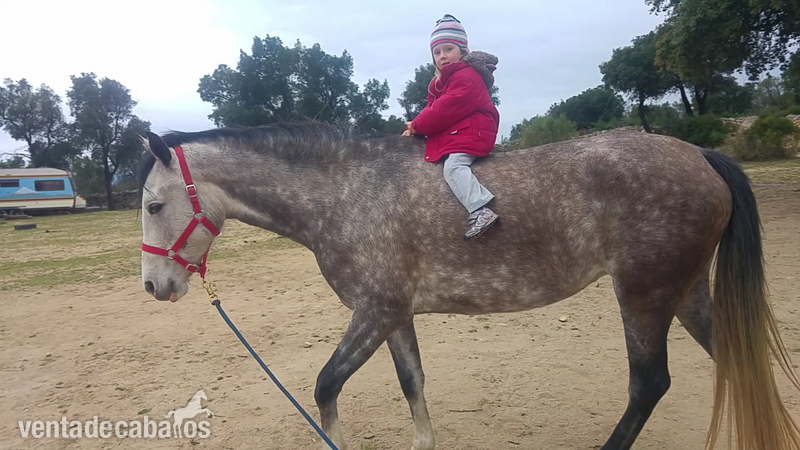 vende un caballo española in 