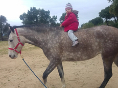 vende un caballo española