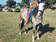 vende un caballo española