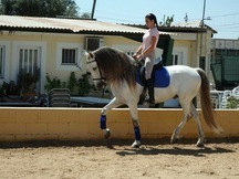 Caballo Tordo cruzado