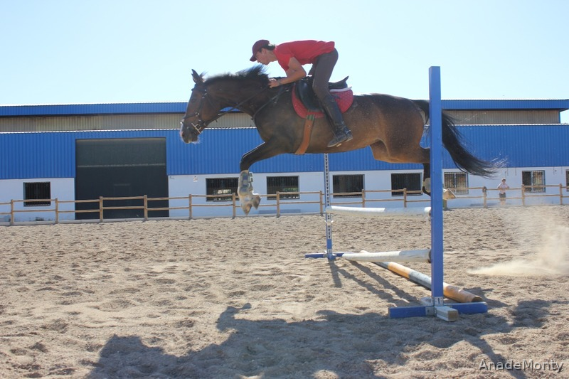 Vendo Yegua KWPN de salto in 