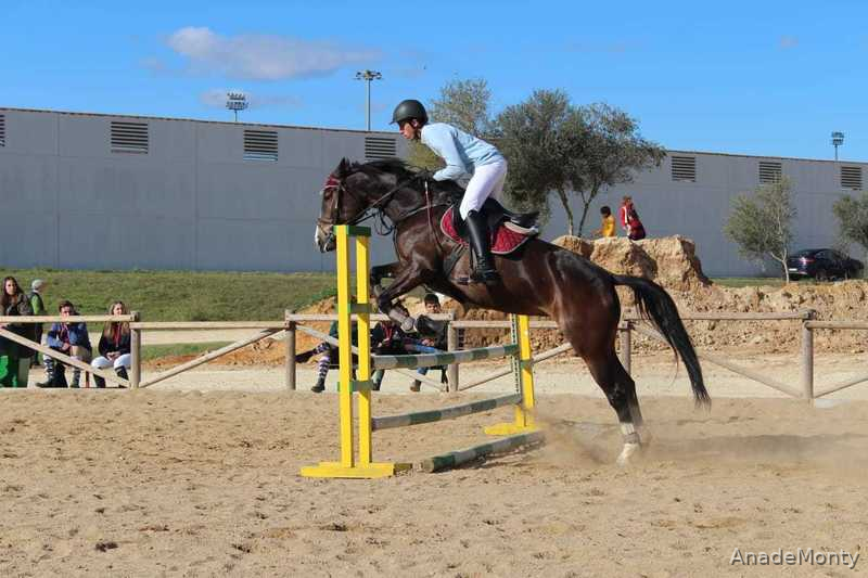Yeguas KWPN - Vendo Yegua KWPN de salto
