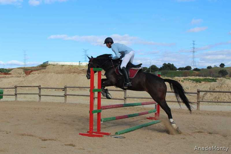 Vendo Yegua KWPN de salto - Yeguas KWPN