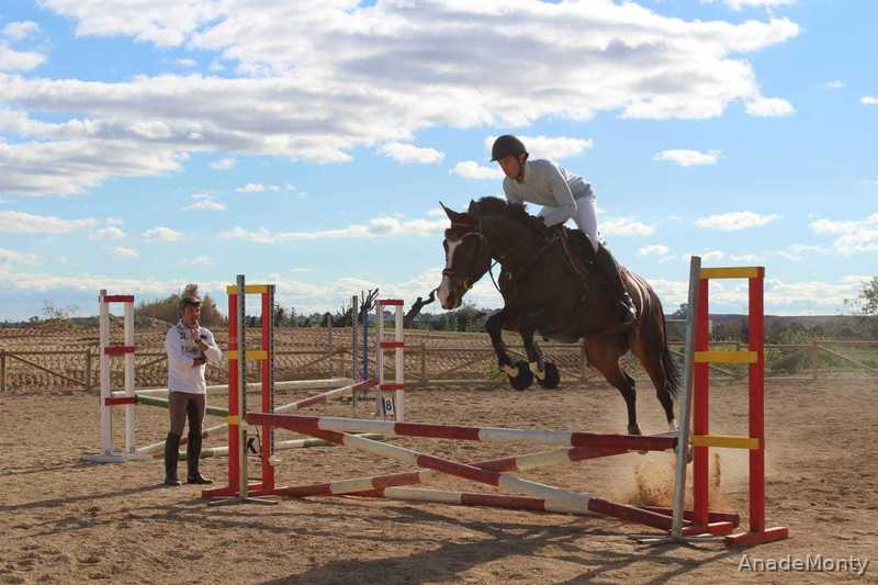 Vendo Yegua KWPN de salto - KWPN