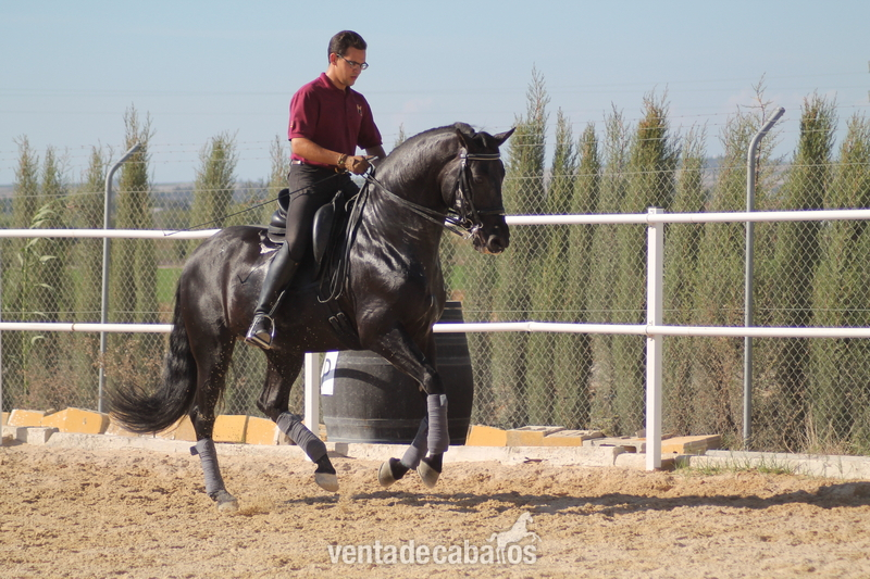 PRE - DOMA CLASICA in 