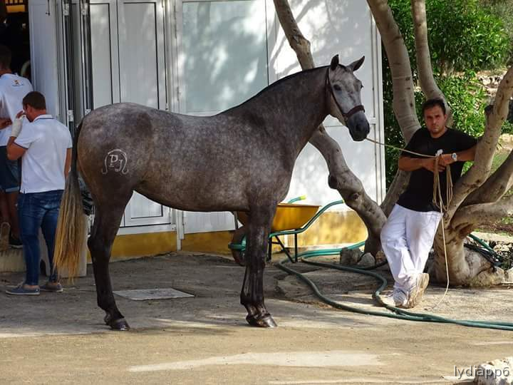 Pura Raza Española {TYPE}