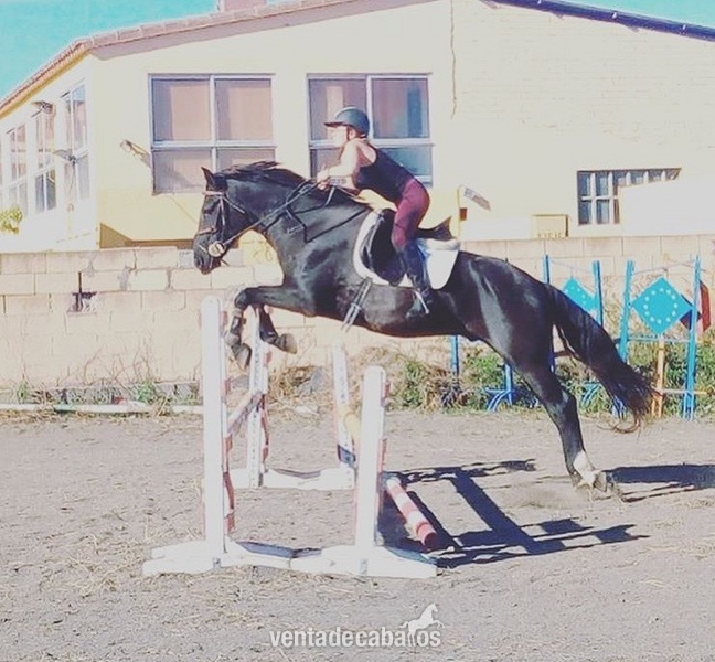 Caballo de salto in 