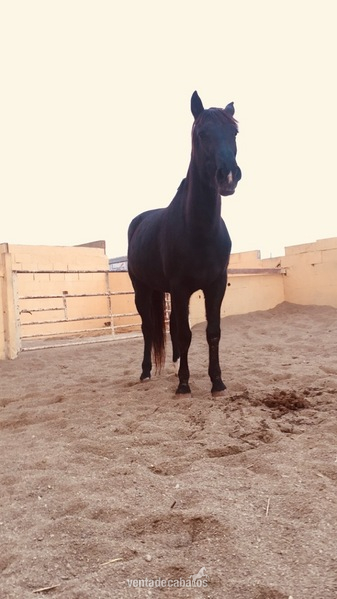 Hannoveriano