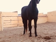 Caballo de salto