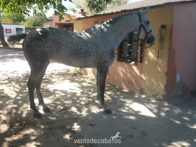 Se vende yegua Aha - ANGLOHISPANOARABE