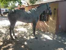 Se vende yegua Aha