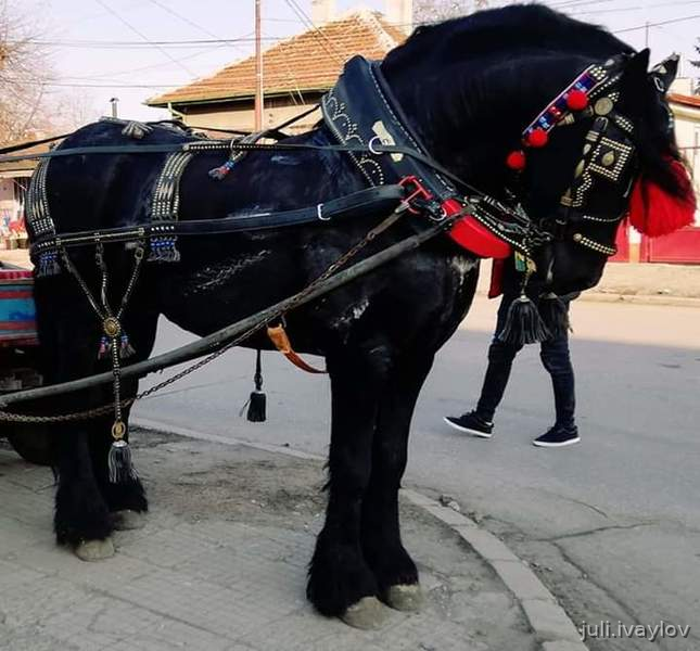 Equipación y Ropa de Jinete - Todo para caballo  in 