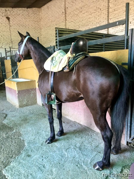 Hispano-Arabe
