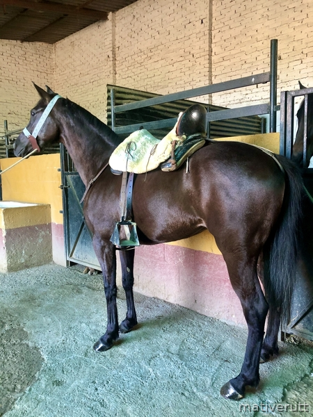Hispano-Arabe {TYPE}