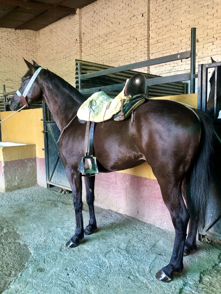 Hispano-Arabe {TYPE}