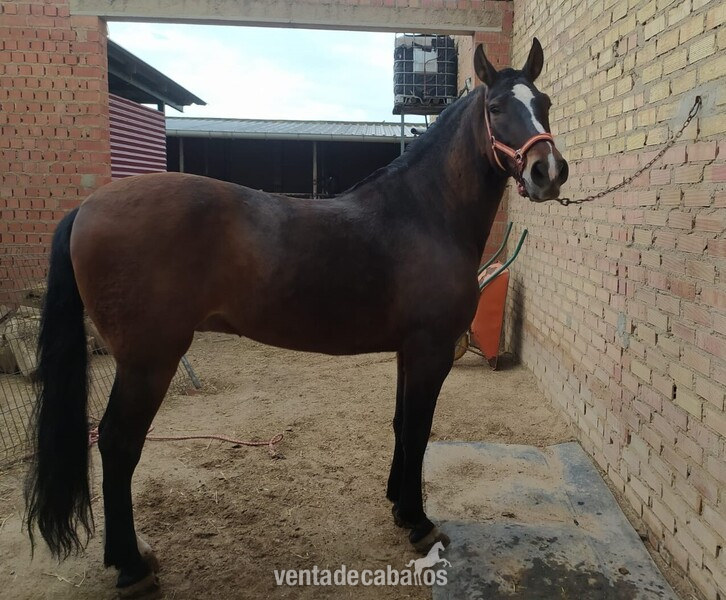 SE VENDE GRAN CABALLO P.R.E in 