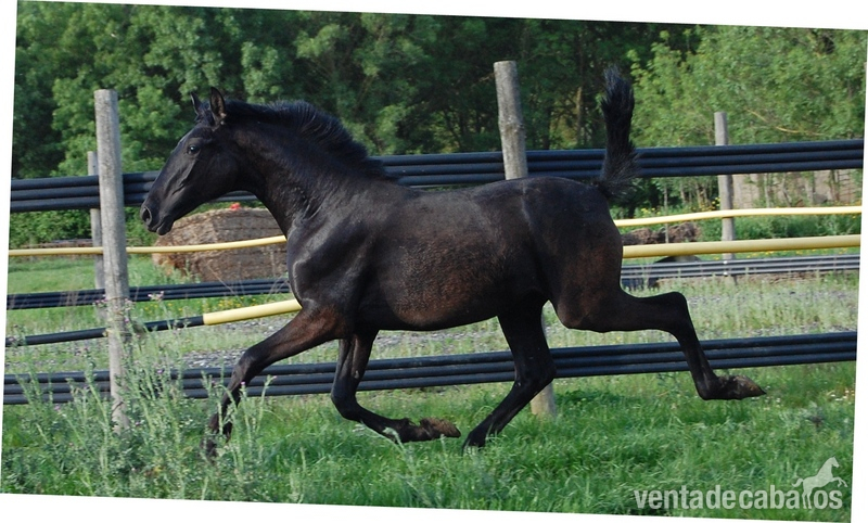 Caballos Pura Raza Española (P.R.E.) Pura Raza Española - SE VENDE POTRA PRE DE 1 AÑO
